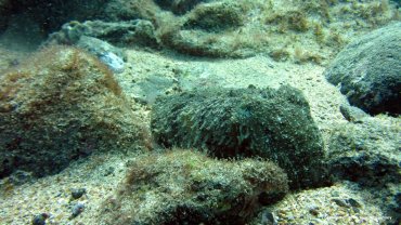 Cuttlefish