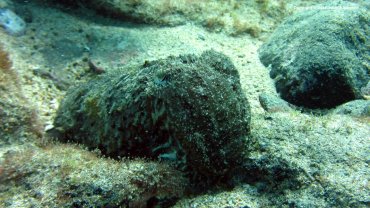 Close Up of Cuttlefish