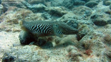 Puffer fish