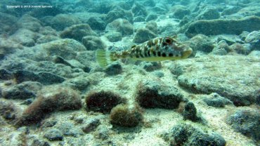 Puffer fish