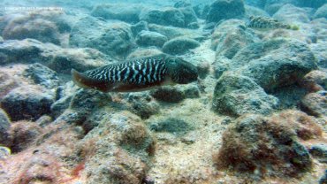 Cuttlefish