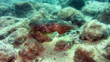 Cuttlefish