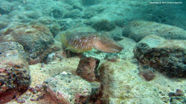 Cuttlefish