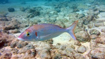Trevally