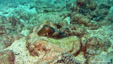 Cuttlefish