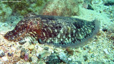 Cuttlefish