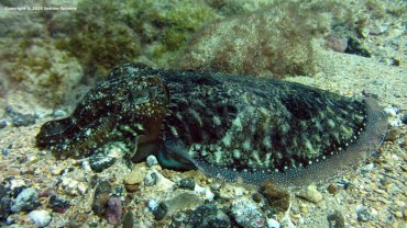 Cuttlefish