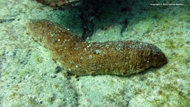Sea Cucumber