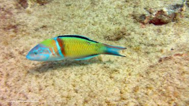 Rainbow Wrasse