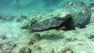 Cuttlefish