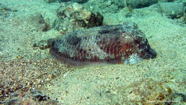 Cuttlefish