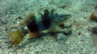 Painted Comber Showing Some Fin