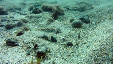 Puffer Fish