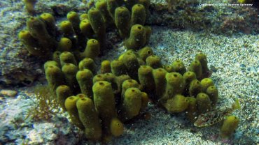 A Baby Puffer Fish in The Coral