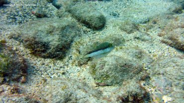 Puffer Fish