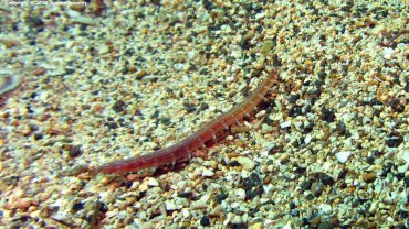 A Worm
