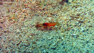 Crayfish