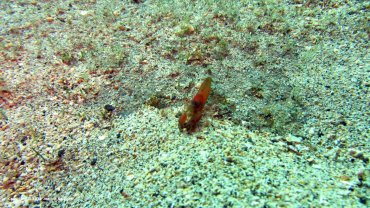 Crayfish