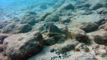 Male Parrot Fish