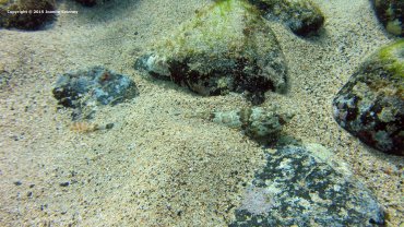 Lizzard Fish
