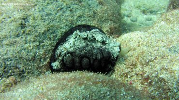 Black and White Sea Hare