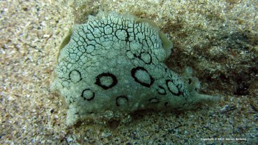 Sea Hare