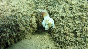 Anemone