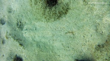Lizzard Fish Hiding in the Sand