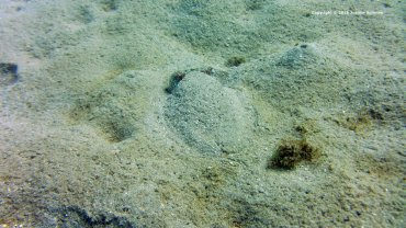 Cuttlefish Hiding in the Sand