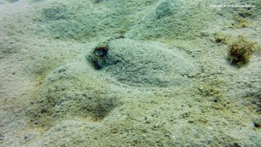 Hello Mr. Cuttlefish