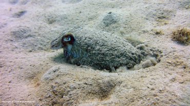 Getting Comfy in the Sand