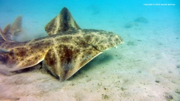Angel Shark