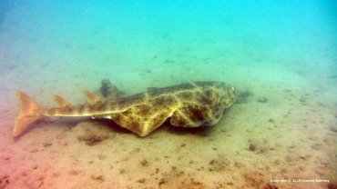 Angel Shark