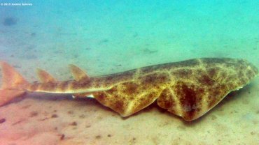 Angel Shark