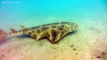 Angel Shark