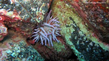 Telmatactis Cricoids Anemone