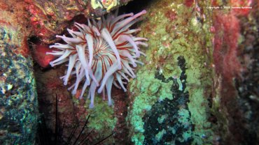 Telmatactis Cricoids Anemone