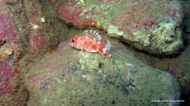 Scorpionfish