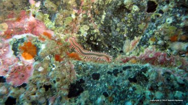 Fire Worm