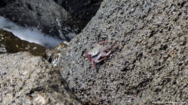 Rock Crab