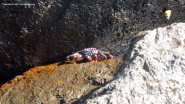 Crab