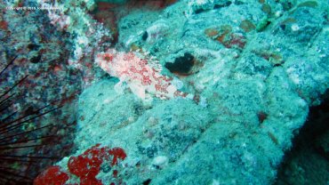 Scorpionfish