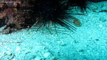 Arrow Crab