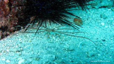 Arrow Crab