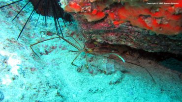 Arrow Crab