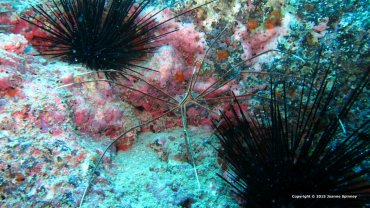 Arrow Crab