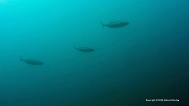 Tuna