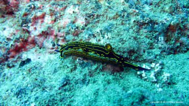 Nudibranch