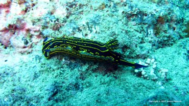 Hypselodoris picta webbi