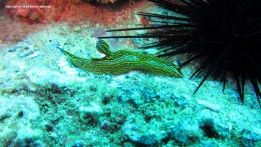 Hypselodoris picta webbi
